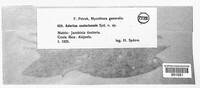 Asterina costaricensis image